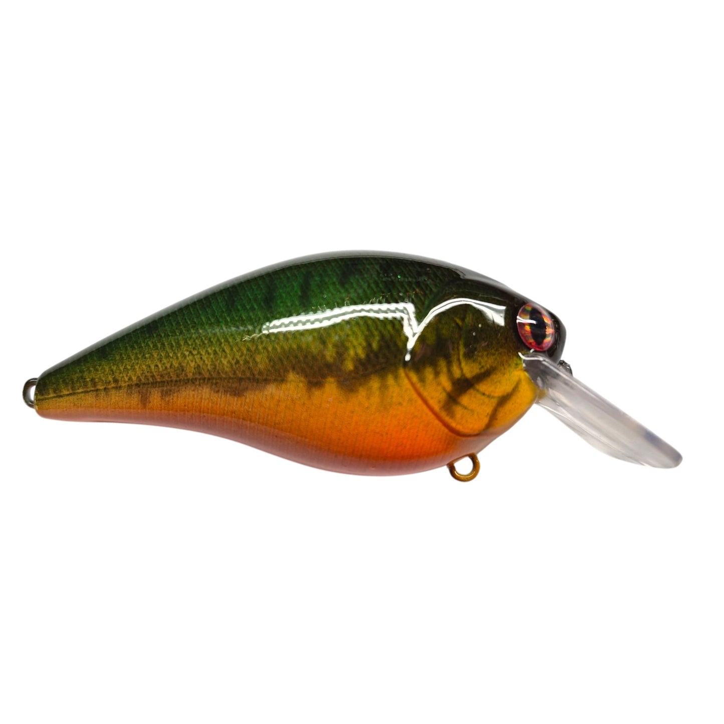 Green back orange belly