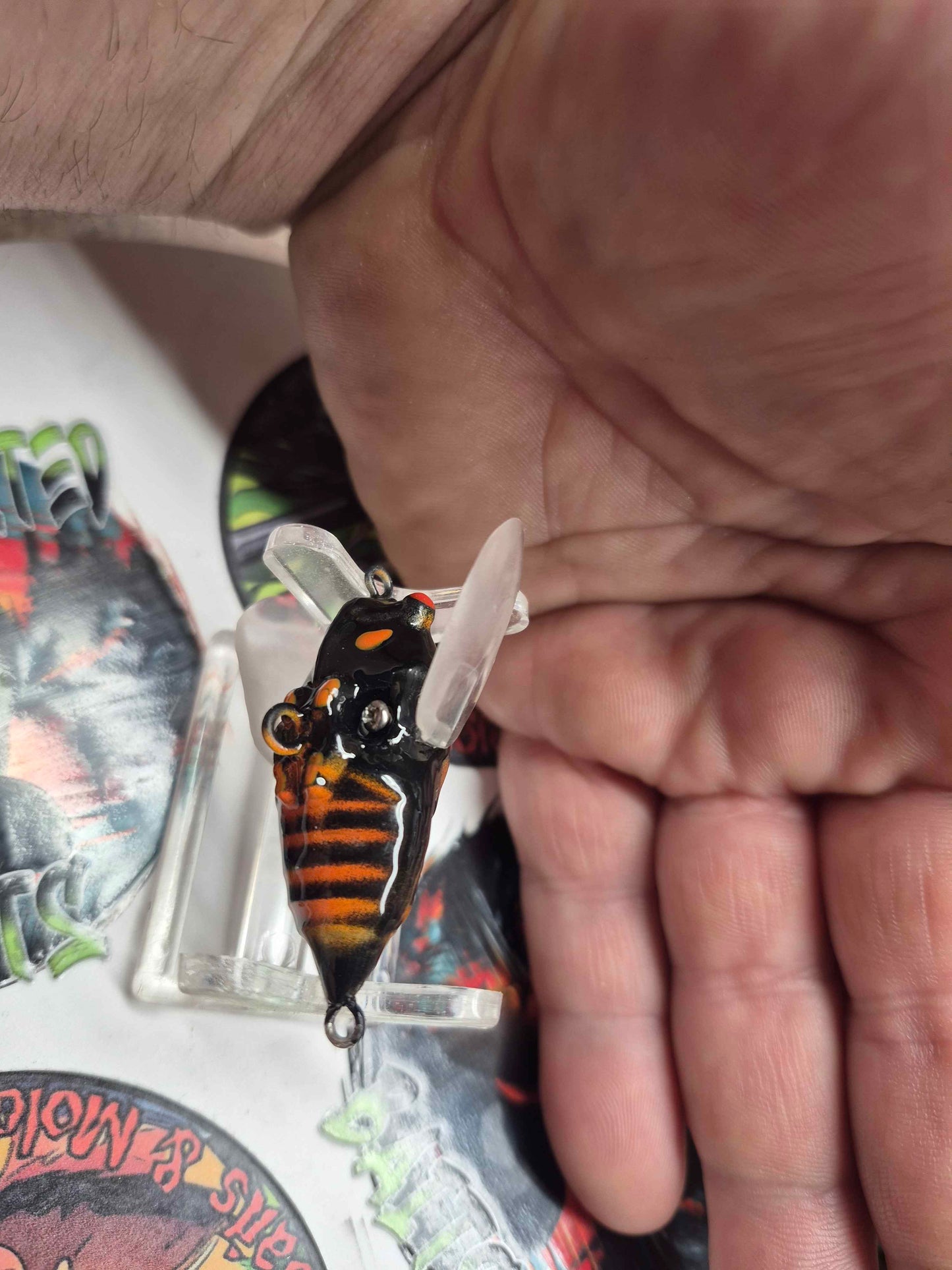 Black n Orange Cicada