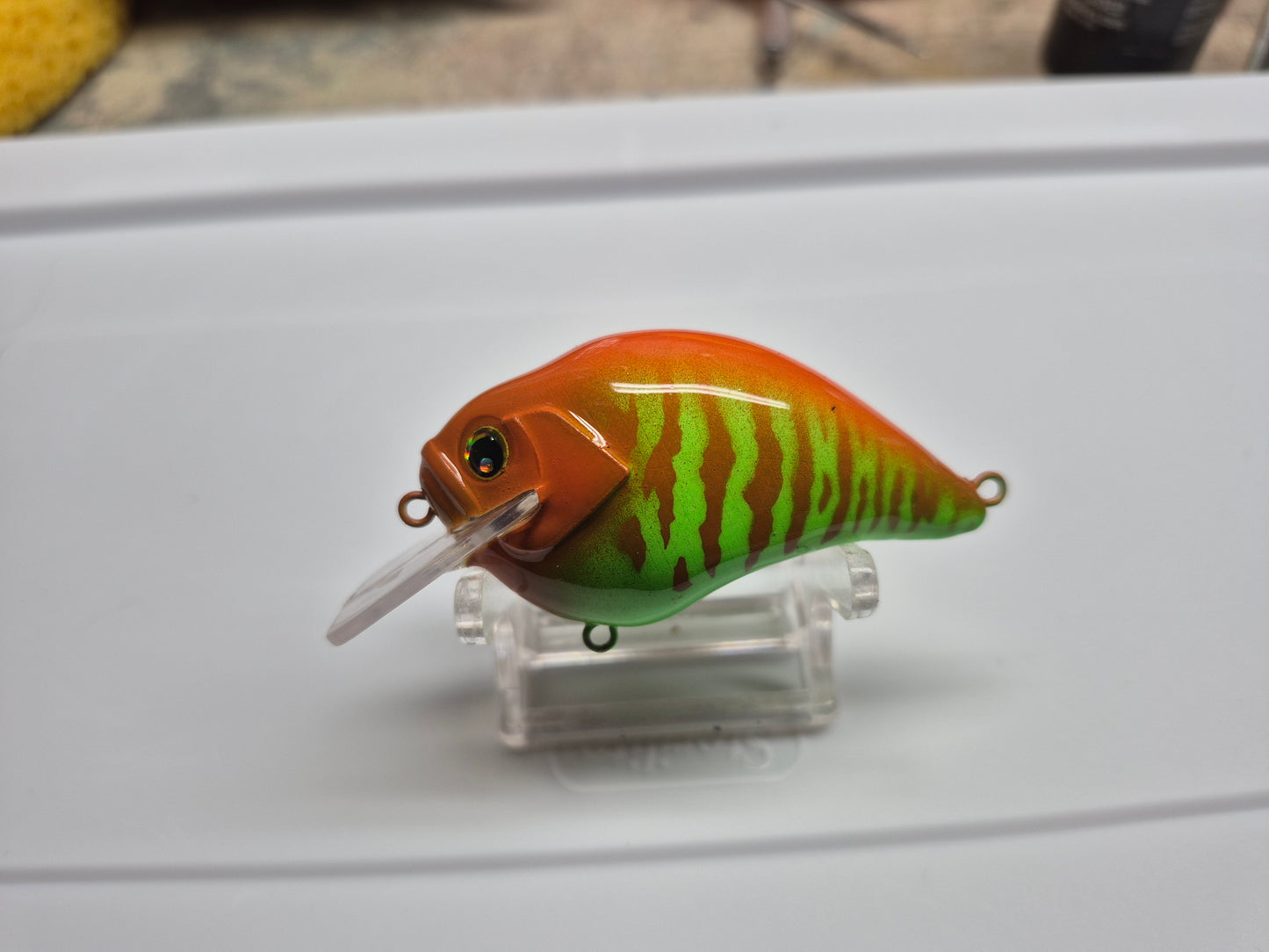 Orange/Green squarebill